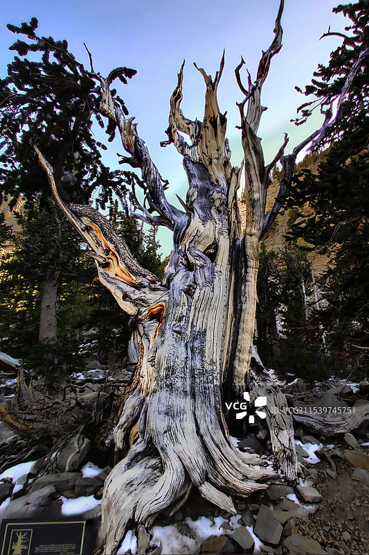普罗米修斯树（Prometheus Tree）—5千年前的树龄图片素材