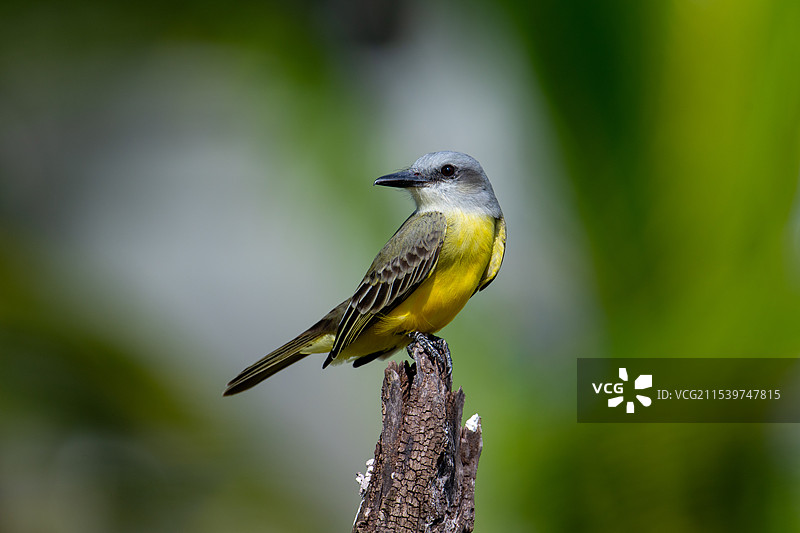 《热带王霸鹟》图片素材