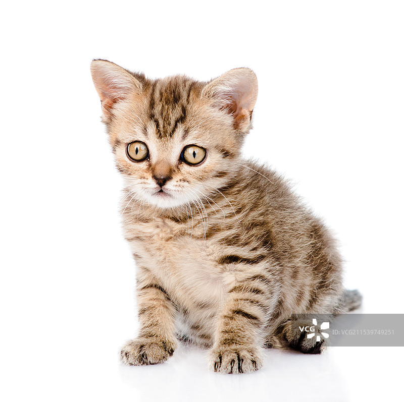 斑纹猫图片素材