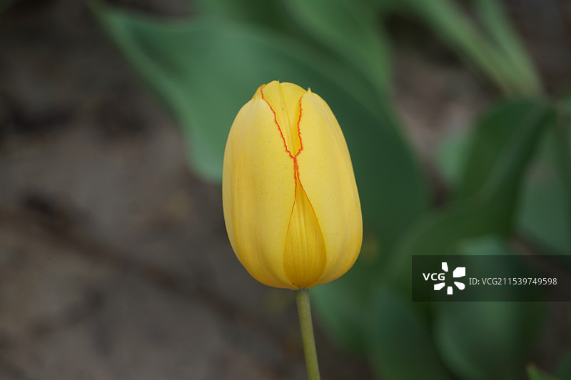 郁金香图片素材