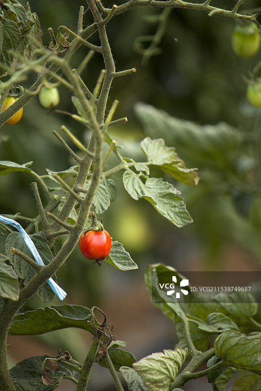 小西红柿图片素材