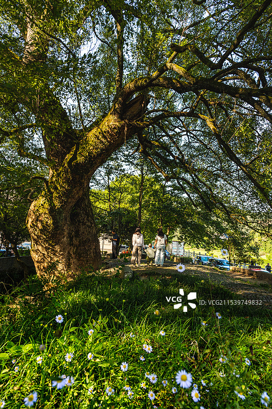 古树下图片素材