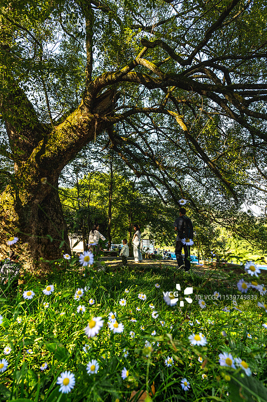 古树下图片素材