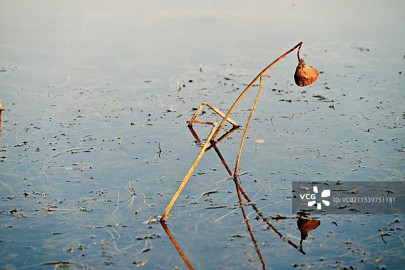 冬水莲蓬图片素材