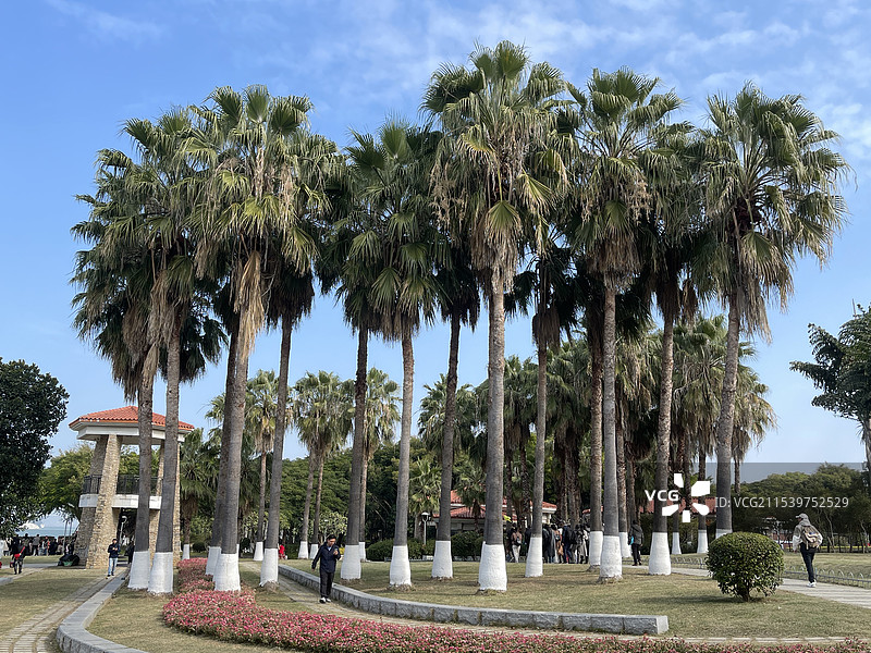 棕榈树林-厦门鼓浪屿图片素材