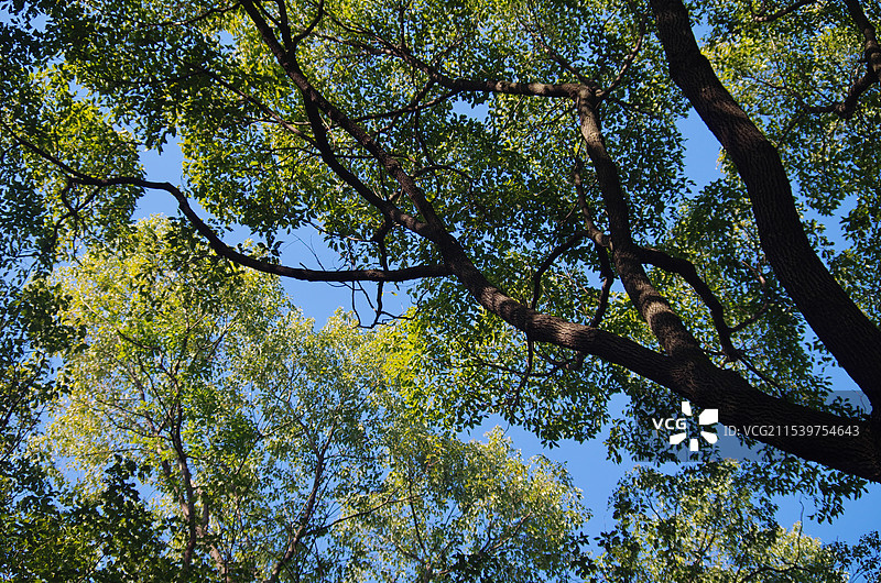 杭州皋亭山冬季风景 森林中巨大的香樟树 低视角图片素材