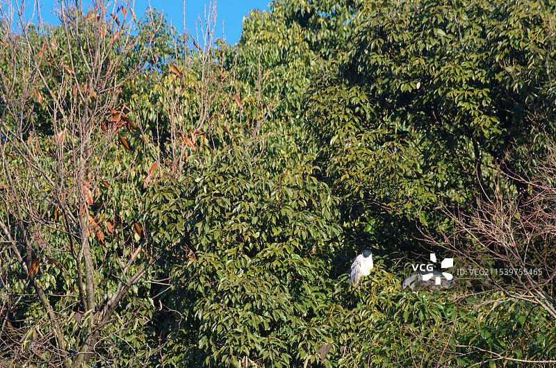 几只夜鹭冬季栖息在树丛间的野生动物飞鸟图片素材