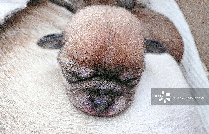 小奶狗图片素材