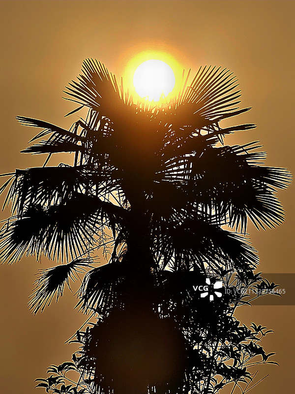 灿烂朝晖：2025元旦的阳光洒在树梢，金色的光辉与绿叶交织，编织出一幅温暖的画卷‌。图片素材