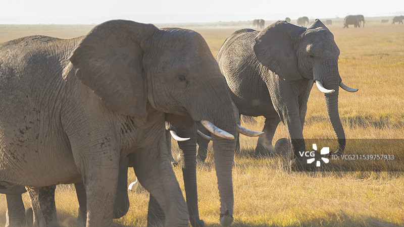 安博塞利壮阔非洲象群图片素材