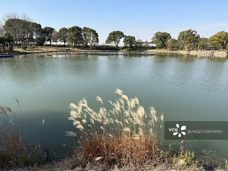 上海嘉定华亭人家农业园区湖边的芦苇丛图片素材