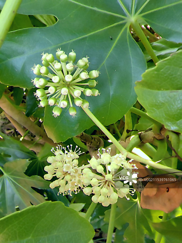 上海市，嘉定区华亭人家八角金盘花图片素材