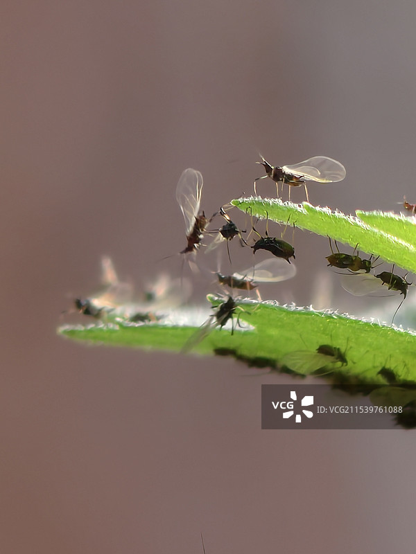 蚜虫军团图片素材