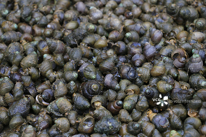 国庆衢州旅行印象-龙游与柯桥区螺蛳图片素材