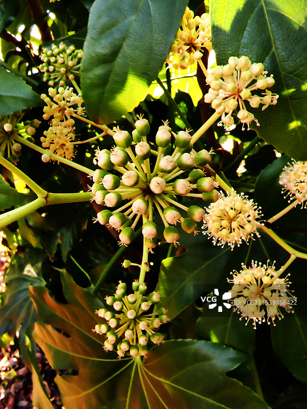 上海市，嘉定区华亭人家八角金盘花图片素材
