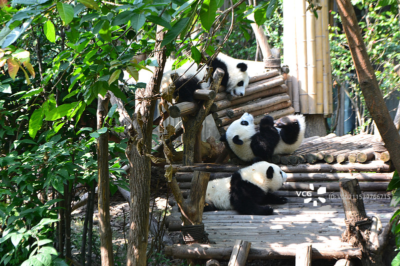 成都大熊猫繁育研究基地三只大熊猫幼仔玩耍打闹图片素材