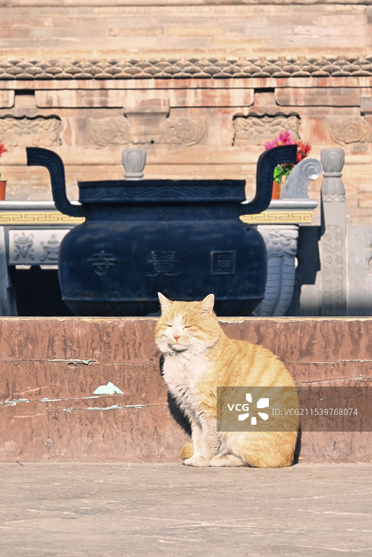 山西大同浑源古城佛寺前日出毕业的猫图片素材