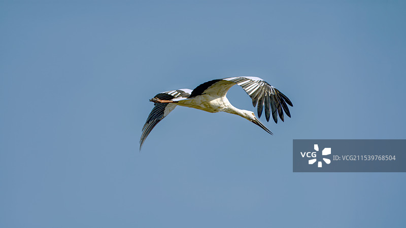 东方白鹳图片素材