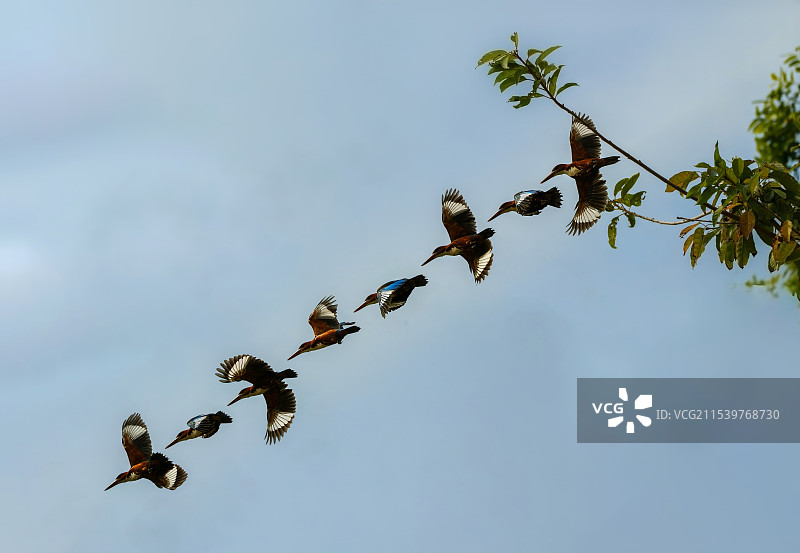 深圳湾湾长-白胸翡翠图片素材