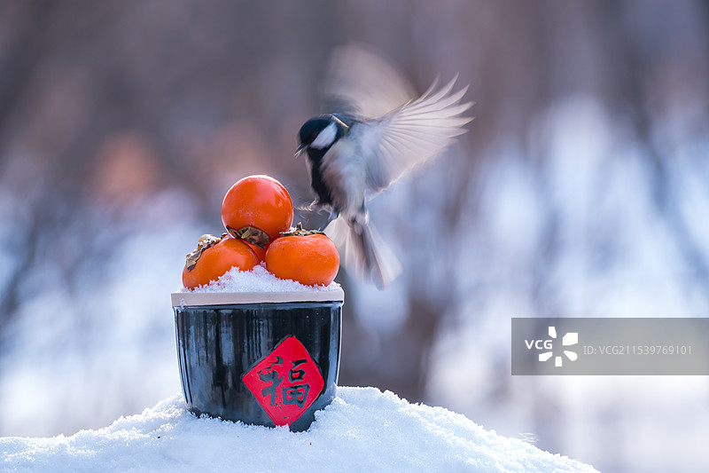 雪地柿子大山雀图片素材