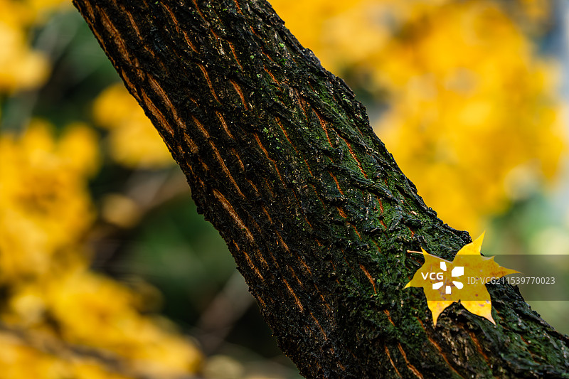 秋季公园金色落叶树叶图片素材