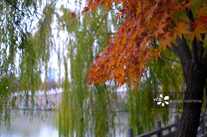 红枫叶柳树小桥图片素材