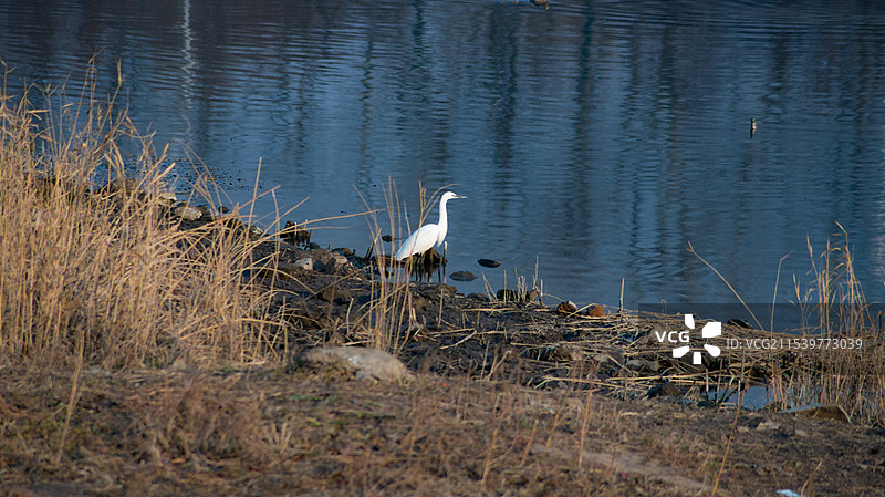 墨水河的白鹭图片素材