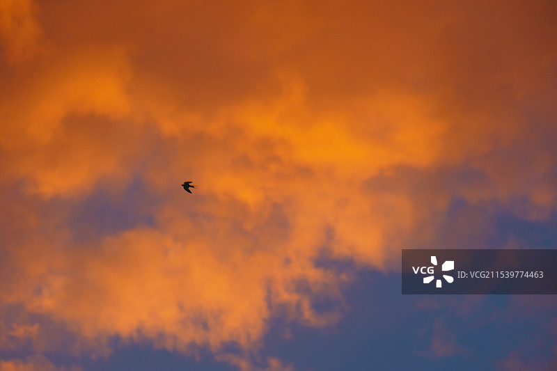 蓝天。彩云。飞燕图片素材