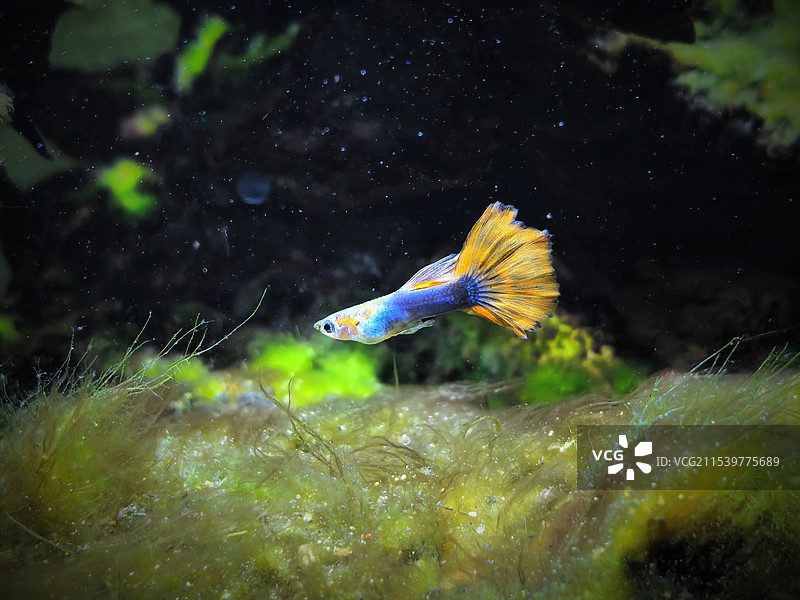 观 | 鱼儿水中游图片素材