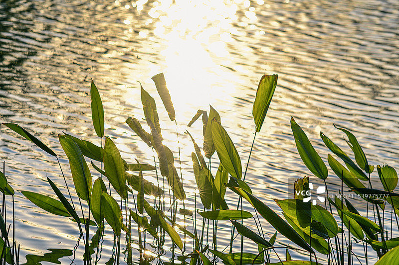 顾村公园初冬图片素材