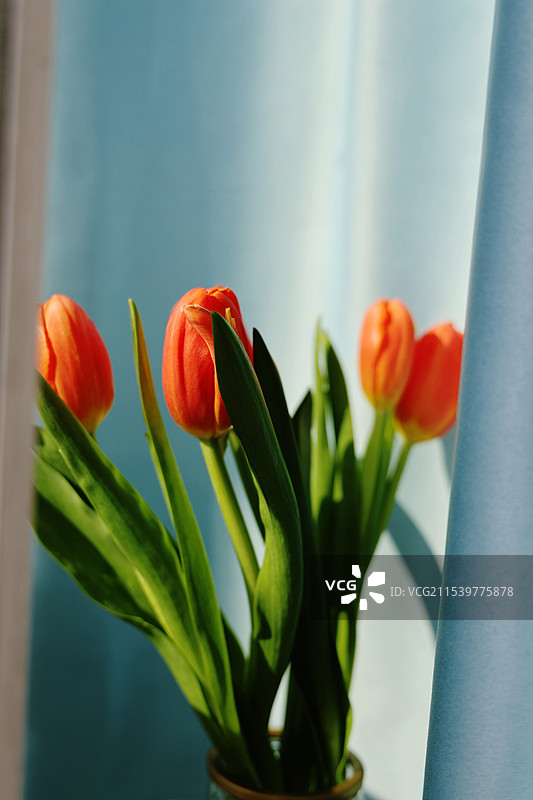 阳光下的橙色郁金香花束图片素材