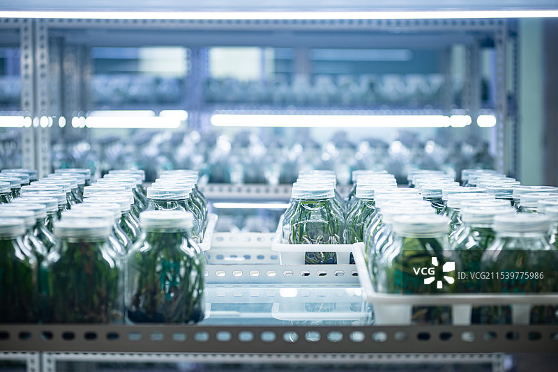 实验室里整齐摆放的玻璃瓶图片素材