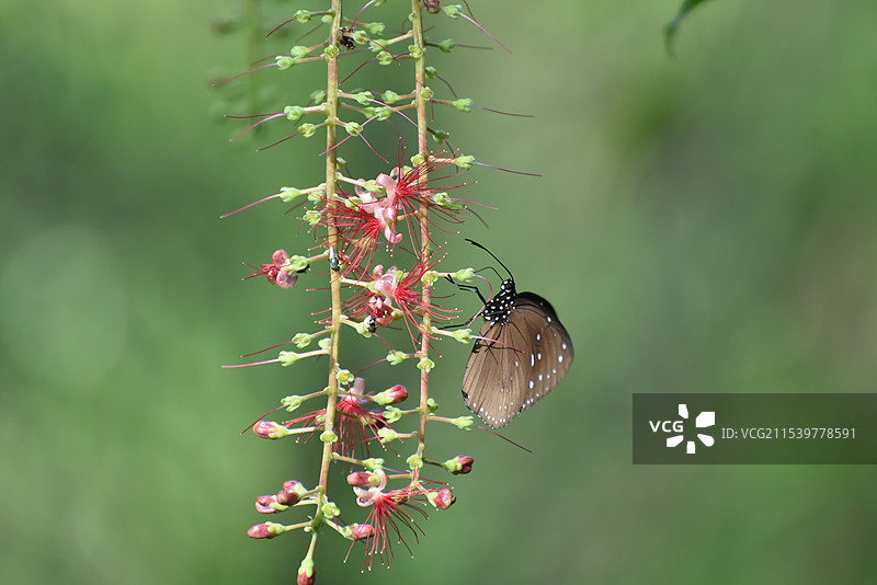 蝶恋花之蓝点紫斑蝶与红花玉蕊图片素材