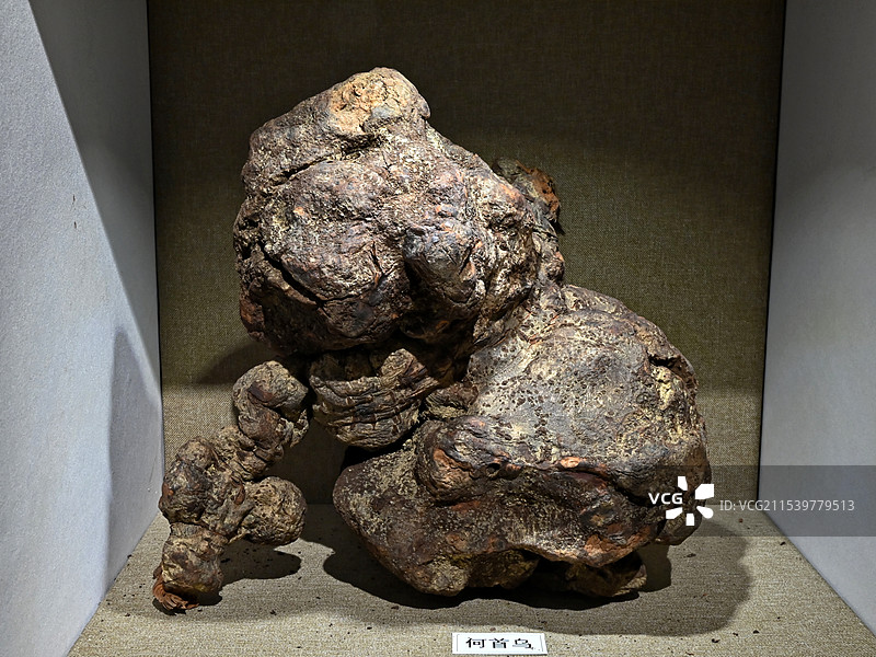 何首乌（药材）图片素材