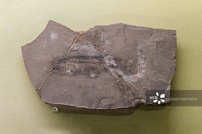 中华狼鳍鱼 早白垩世 山东莱阳出土 山东博物馆“山东龙-穿越白垩纪”展图片素材