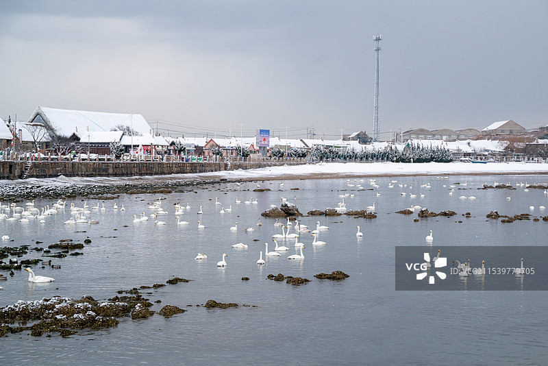 下雪的山东威海荣成烟墩角村图片素材