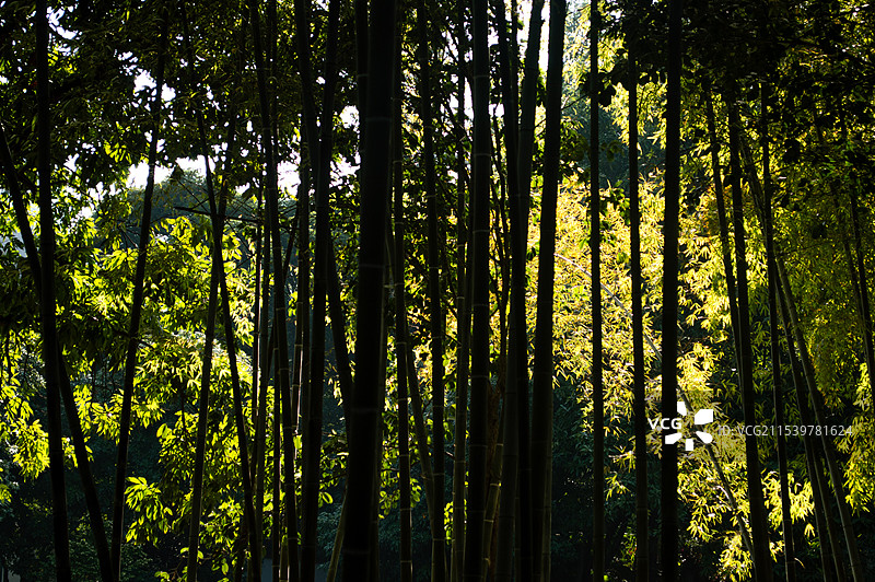 竹林图片素材