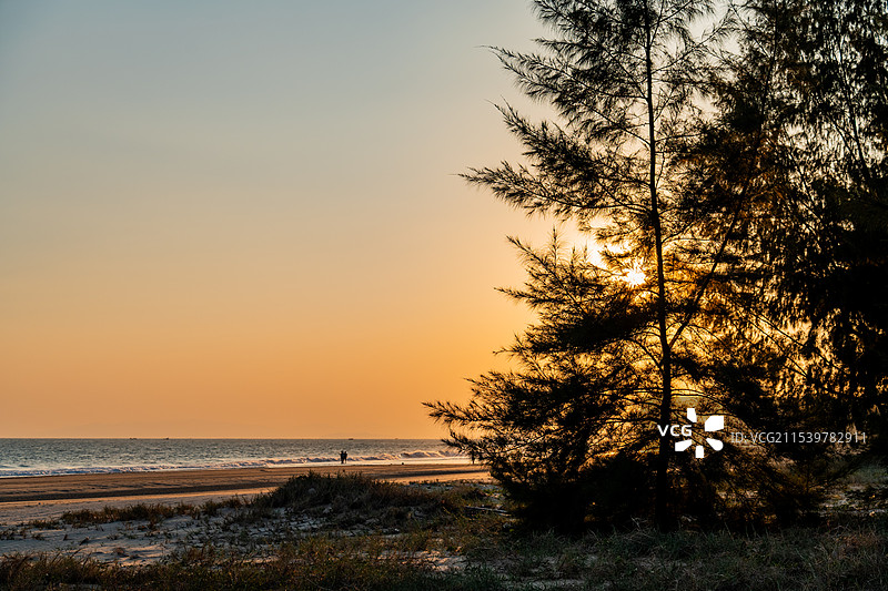 夕阳下的海边森林与木麻黄树的光影图片素材