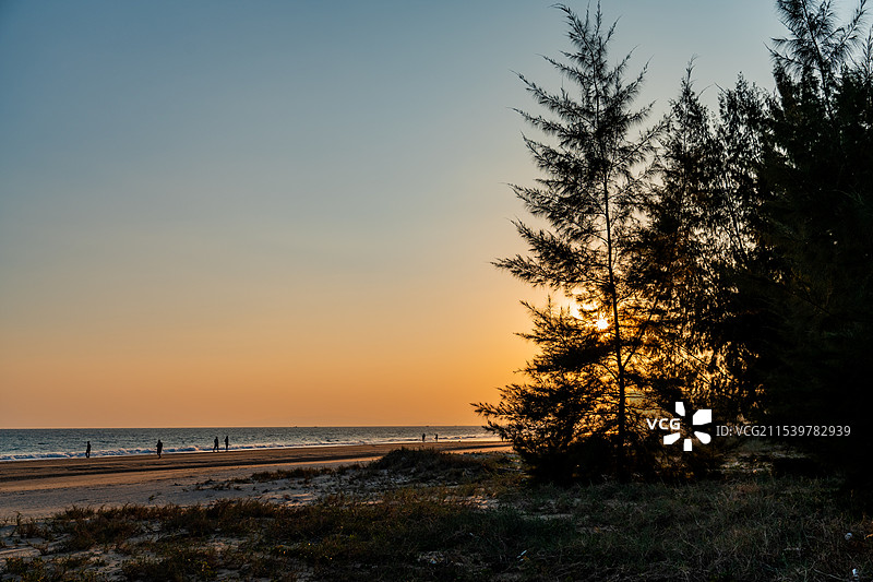夕阳下的海边森林与木麻黄树的光影图片素材