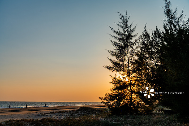 夕阳下的海边森林与木麻黄树的光影图片素材