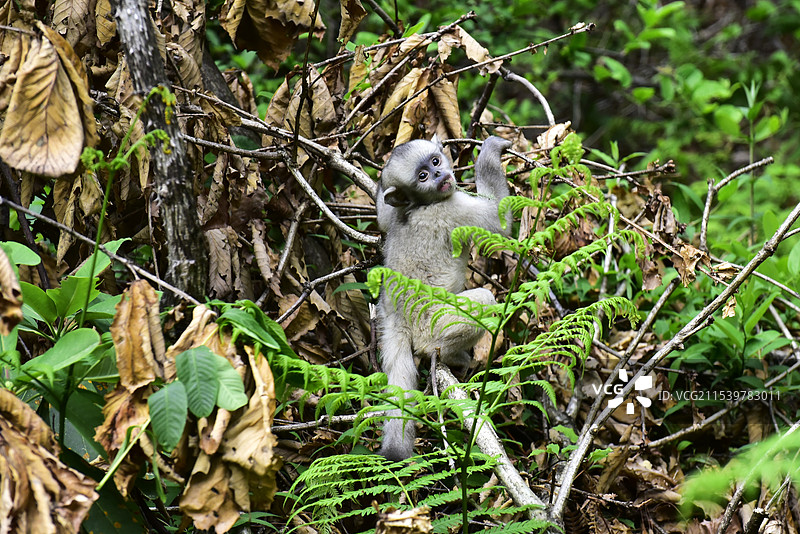 云南野生动物爬树的滇金丝猴仰鼻猴特写图片素材