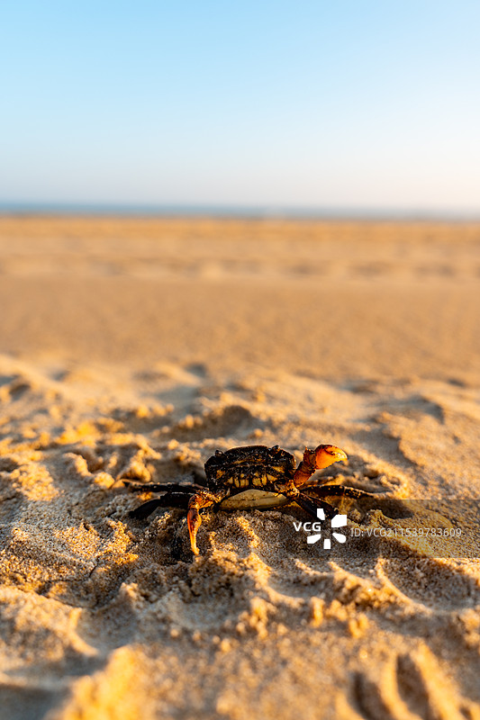 愤怒挥舞钳子的小螃蟹或石蟹图片素材