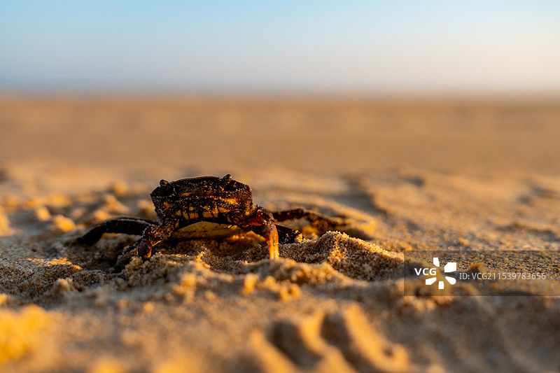 愤怒挥舞钳子的小螃蟹或石蟹图片素材