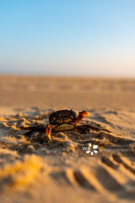 愤怒挥舞钳子的小螃蟹或石蟹图片素材