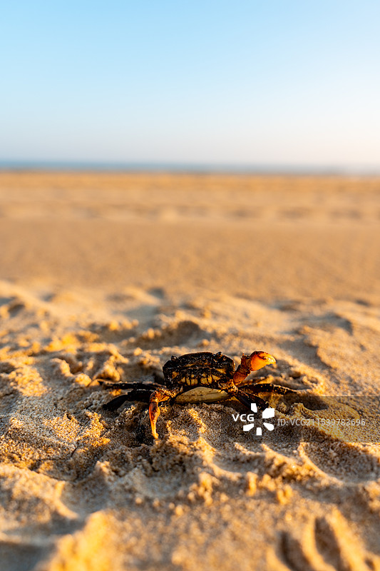 愤怒挥舞钳子的小螃蟹或石蟹图片素材