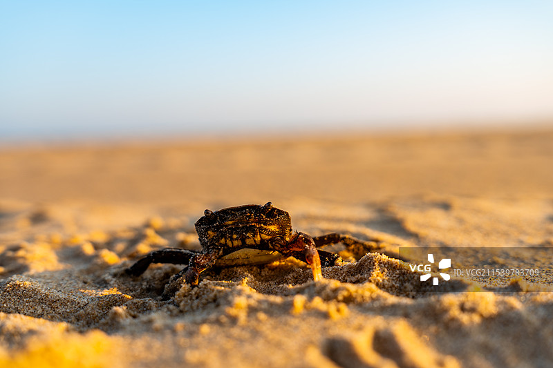 愤怒挥舞钳子的小螃蟹或石蟹图片素材