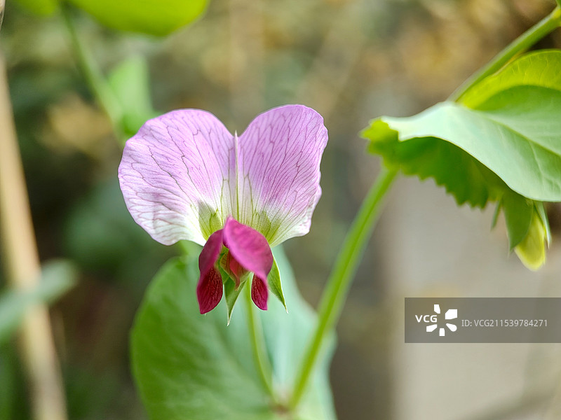 豌豆花图片素材