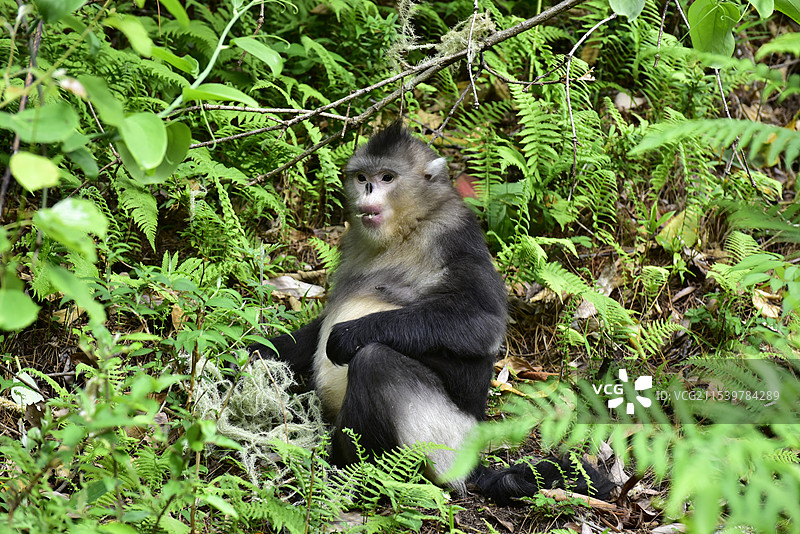 云南野生动物滇金丝猴仰鼻猴特写图片素材