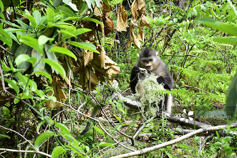 云南坐在树上的野生动物滇金丝猴仰鼻猴特写图片素材
