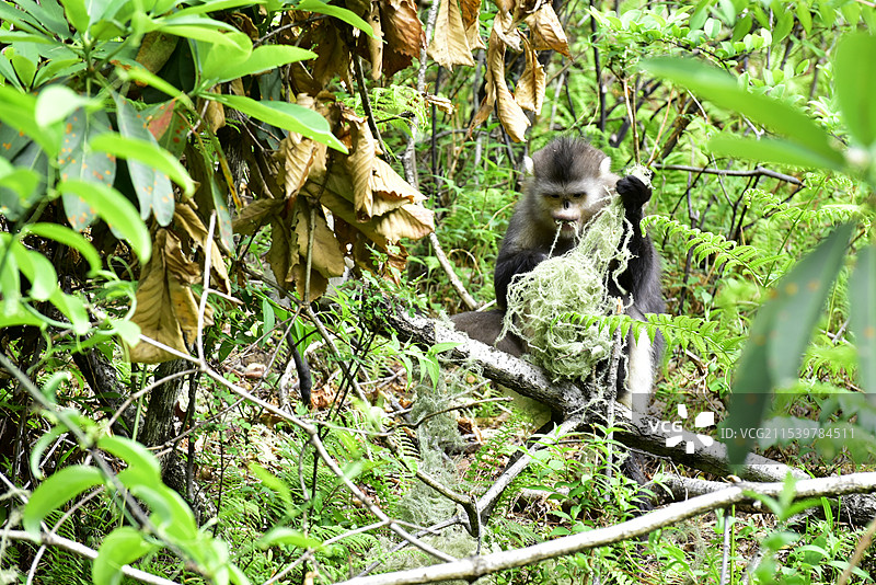 云南坐在树上的野生动物滇金丝猴仰鼻猴特写图片素材